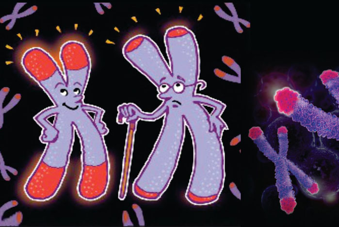 Resultado de imagen de telomeros
