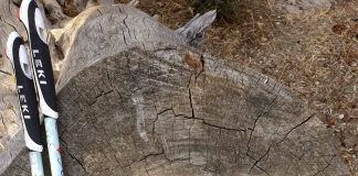 árbol y la marcha nórdica